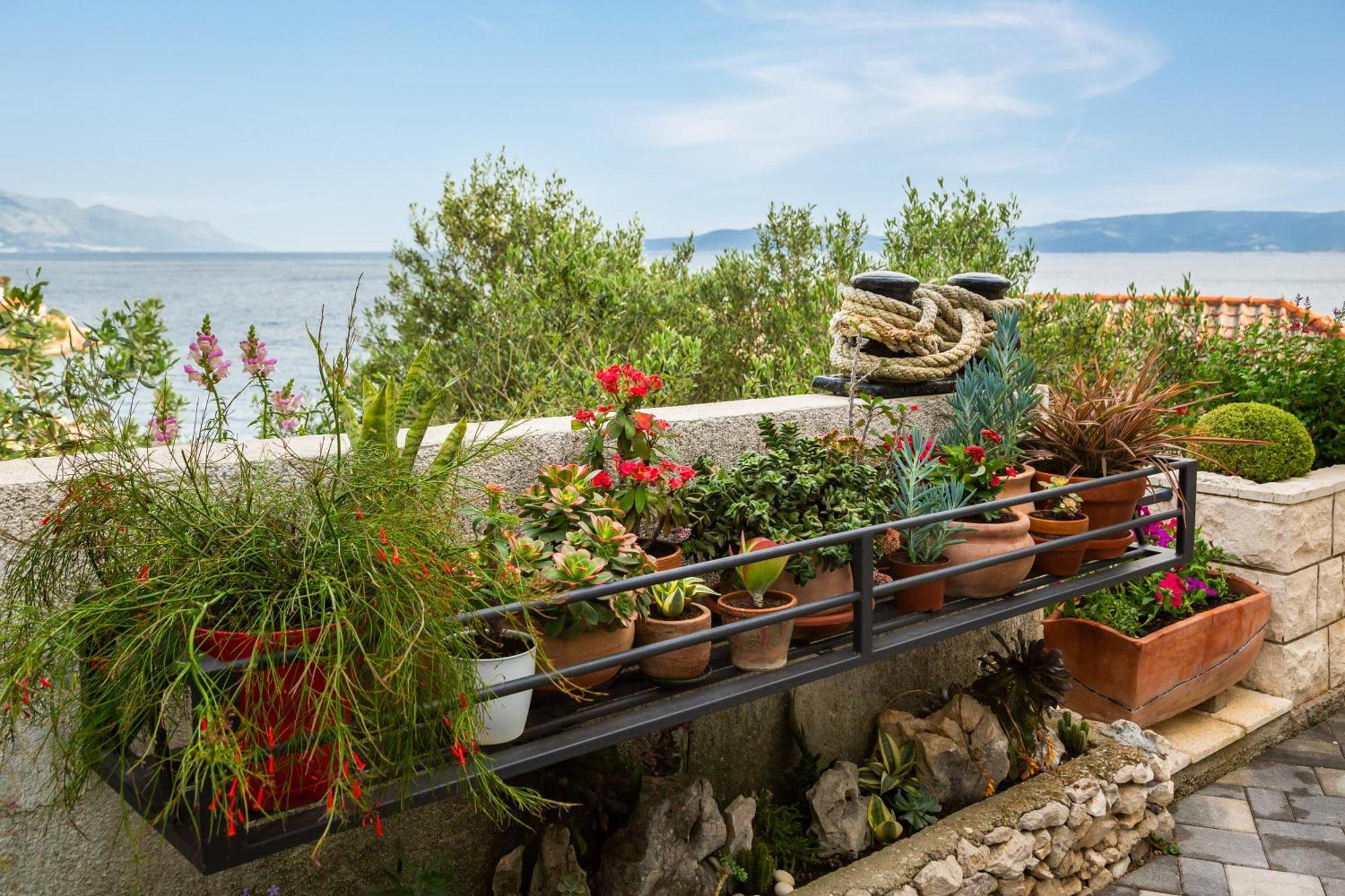Seaside Kamelia